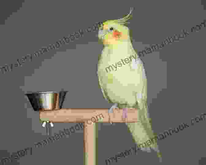 A Cockatiel Sitting On A Perch. COCKATIEL: The Beginners Guide To Caring For Your Cockatiel As A Pet