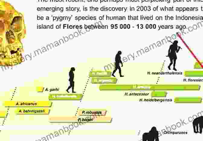 A Comprehensive Timeline Of Human Evolution, Showing The Major Stages From The Early Hominins To The Emergence Of Modern Humans. How Did I Get Here