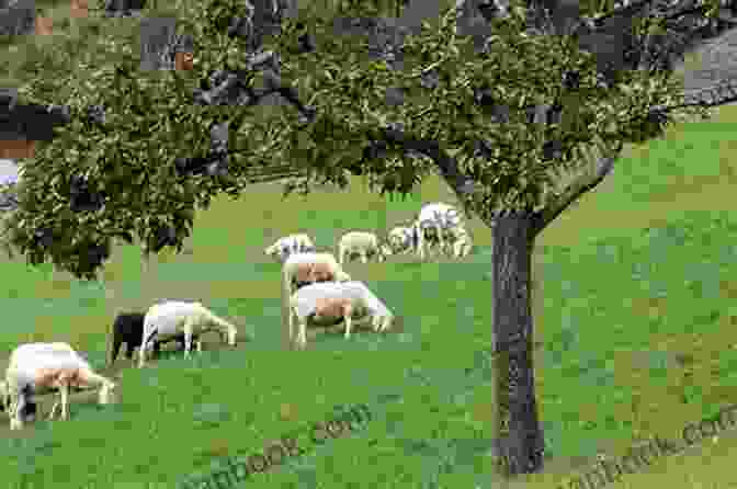 A Flock Of Sheep Grazing In A Meadow Brain Teaser: Most Mysterious And Mind Stimulating Riddles Brain Teasers And Lateral Thinking Tricky Questions And Brain Teasers Funny Challenges That Kids And Families Will Love Red