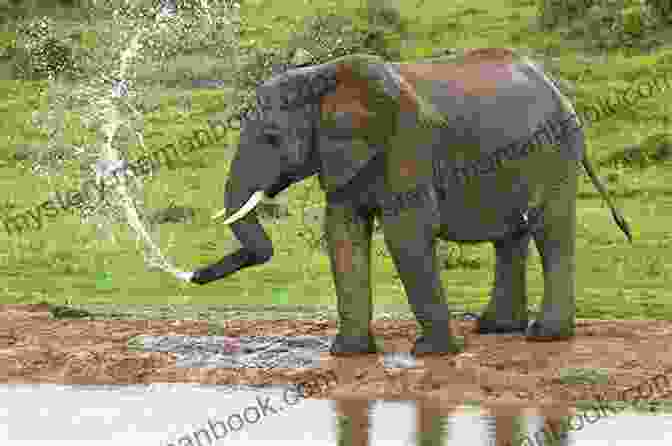A Majestic Elephant, Its Trunk Extended, Spraying Water With Playful Delight ANIMAL ADVENTURE FOR KIDS: A TRIP TO THE ZOO