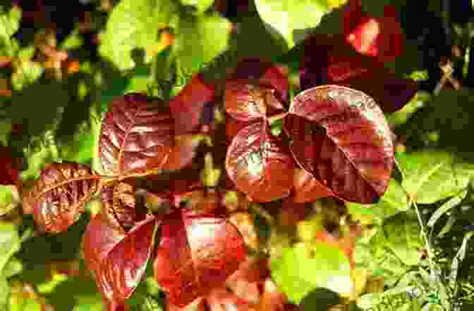 A Poison Ivy Plant With Red Leaves Weeds: In Defense Of Nature S Most Unloved Plants