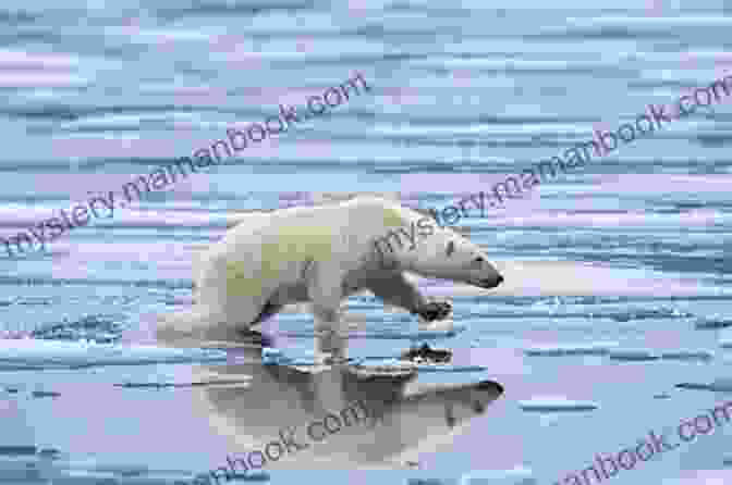 A Polar Bear Standing On Ice, Its White Fur Blending With The Snowy Landscape Brain Teaser: Most Mysterious And Mind Stimulating Riddles Brain Teasers And Lateral Thinking Tricky Questions And Brain Teasers Funny Challenges That Kids And Families Will Love Red