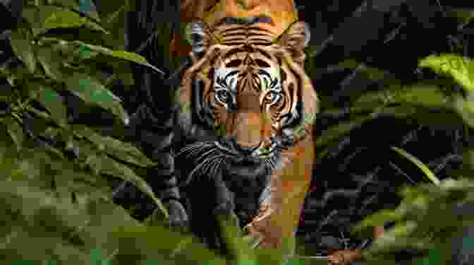 A Sleek Tiger Prowling Through Dense Foliage, Its Piercing Gaze Scanning For Prey ANIMAL ADVENTURE FOR KIDS: A TRIP TO THE ZOO