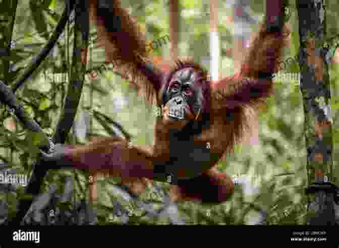 An Agile Orangutan Swinging Through The Trees, Its Intelligent Eyes Scanning Its Surroundings ANIMAL ADVENTURE FOR KIDS: A TRIP TO THE ZOO