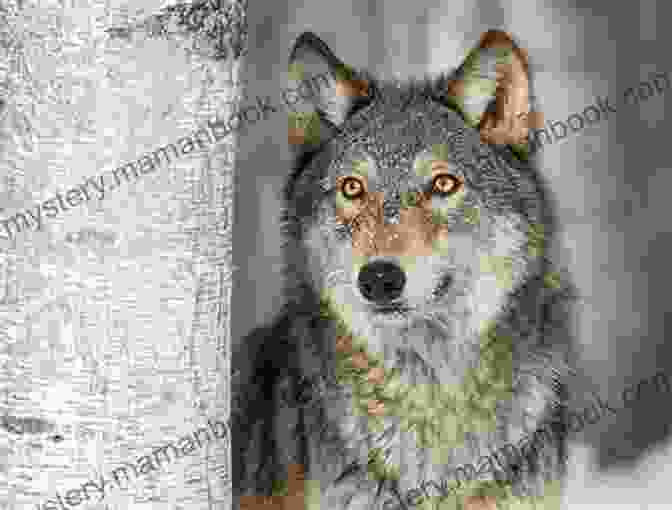 Little Wolf, A Small, Gray Wolf With Big, Brown Eyes, Sits Under A Tree, Looking Curious And Mischievous Little Wolf S Of Badness: Adopted By The Novel By Ian Whybrow (Oberon Modern Plays)