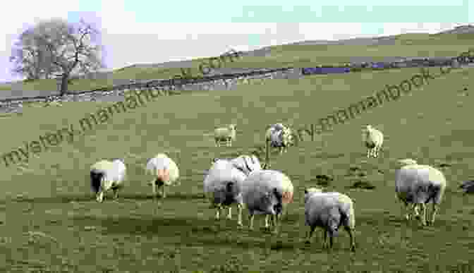 Sheep Grazing In A British Pasture Wool #5 (of 6) Will Croft
